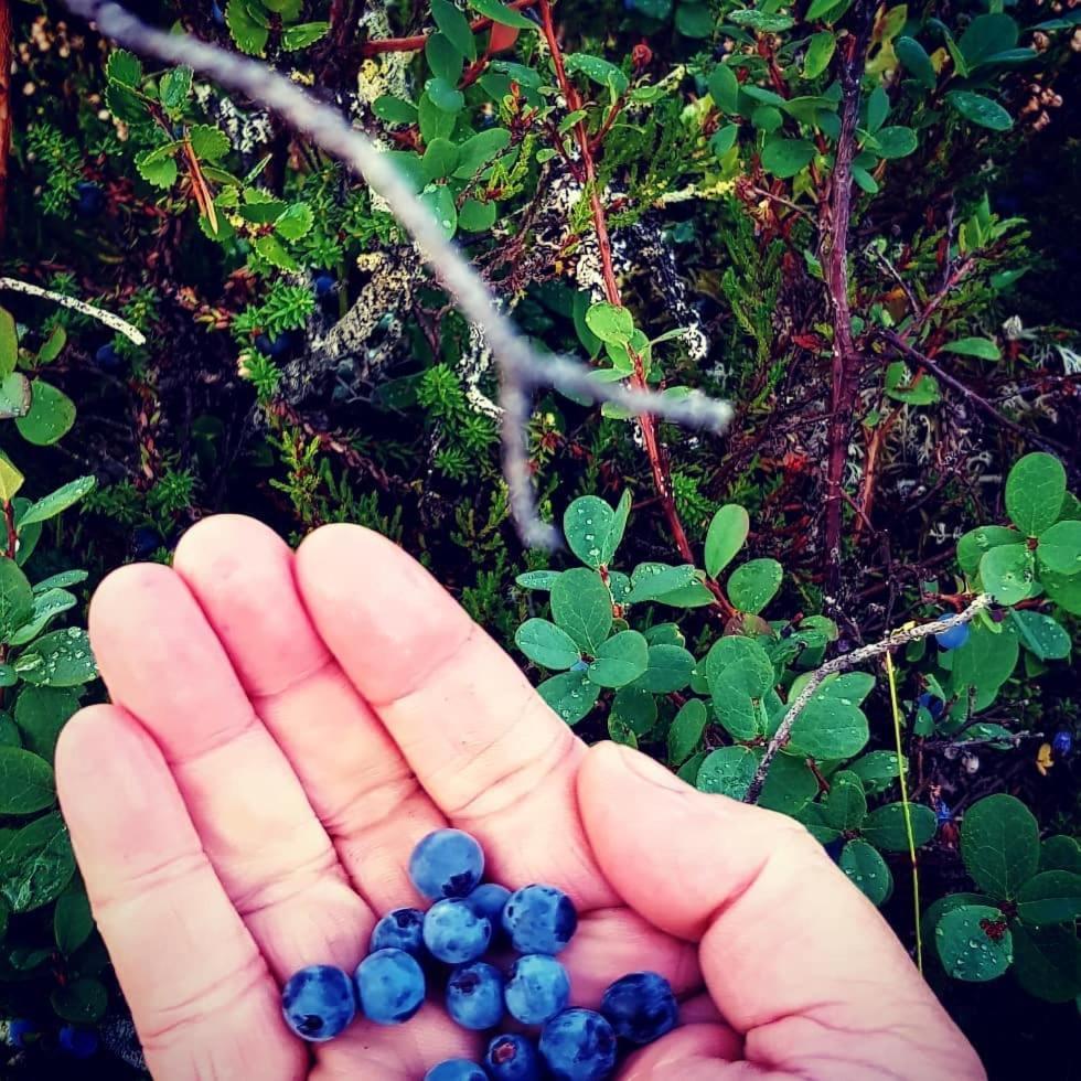 Hamra Stugby - Nature Adventures Hamra מראה חיצוני תמונה